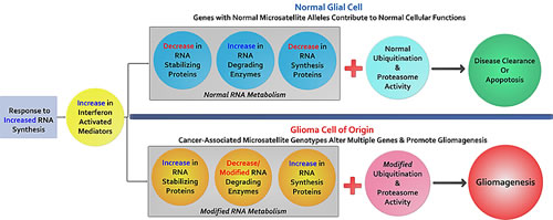 The potential contributions of cancer-associated microsatellite variants to gliomagenesis: Briefly outlined is a model to explain MST driven gliomagenesis.