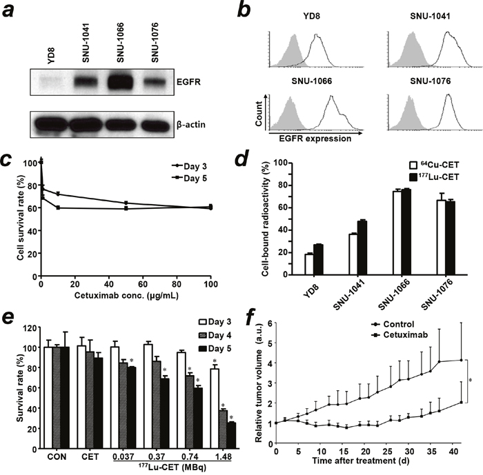 Characterization of EGFR expression in head and neck squamous cell carcinoma (HNSCC) cells, treatment effect of cetuximab and in vitro cell binding assay of radiolabeled cetuximab.