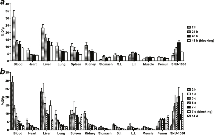Biodistribution of 64Cu-PCTA-cetuximab and 177Lu-PCTA-cetuximab in SNU-1066 HNSCC xenograft model.