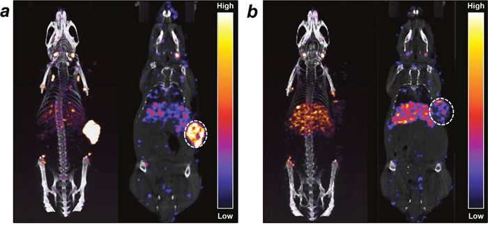 Micro-SPECT/CT images of 177Lu-PCTA-cetuximab in SNU-1066 HNSCC xenograft model.