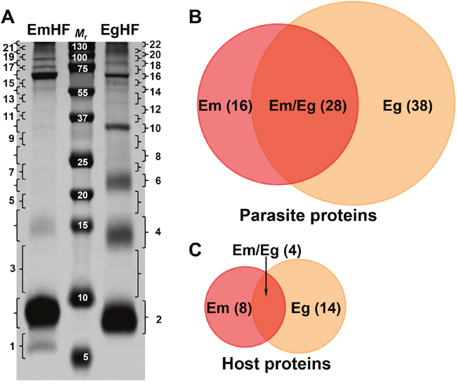 Electrophoretic profile and protein identification of the hydatid fluid of E. multilocularis (EmHF) and E. granulosus (EgHF).