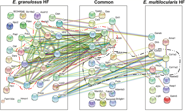 Protein-protein interaction networks in E. multilocularis hydatid fluid (EmHF) and E. granulosus HF (EgHF).