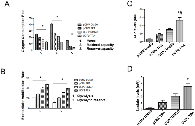 UCP2 overexpression promotes glycolytic metabolism.