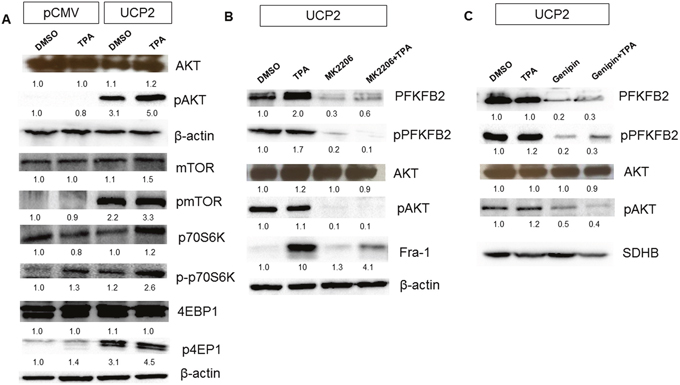 UCP2 induces PFKFB2 expression in AKT-dependent manner.