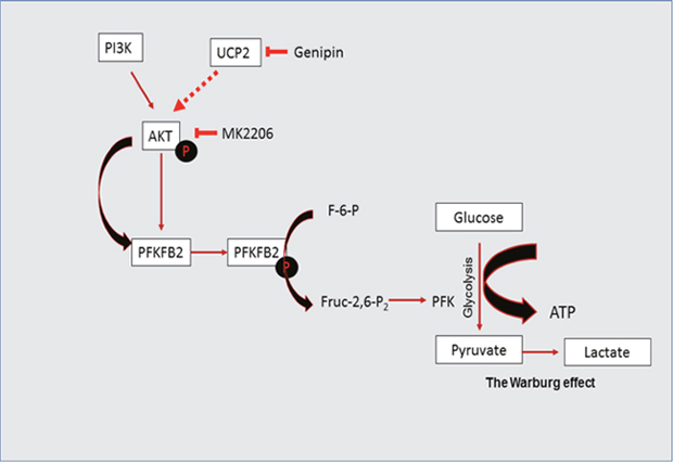 UCP2 directs the metabolic switch towards glycolysis by activating PFKFB2.