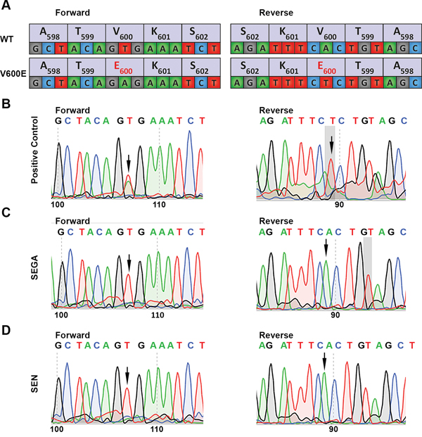 Direct sequencing of exon 15 of BRAF for detection of the V600E mutation.