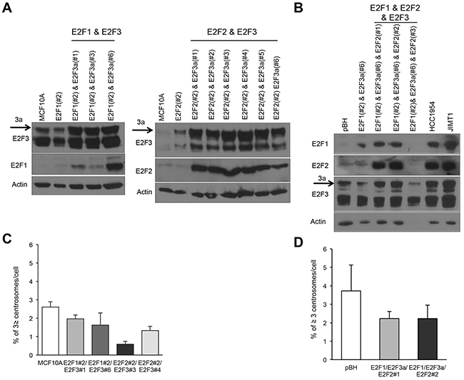 Combined overexpression of the transcriptional activators E2F1, E2F2, and E2F3a does not induce centrosome amplification in mammary epithelial cells.