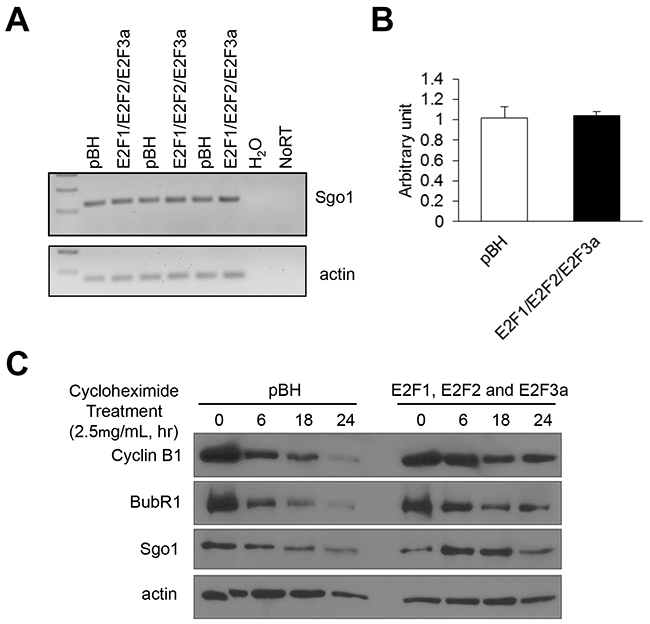 Combined E2F overexpression increases Sgo1 protein stability but not its transcription levels.