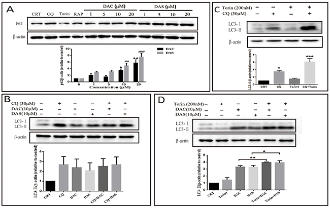 DAC and DAS inhibit autophagic degradation in HeLa and Mouse Embryo Fibroblast (MEF) cells.