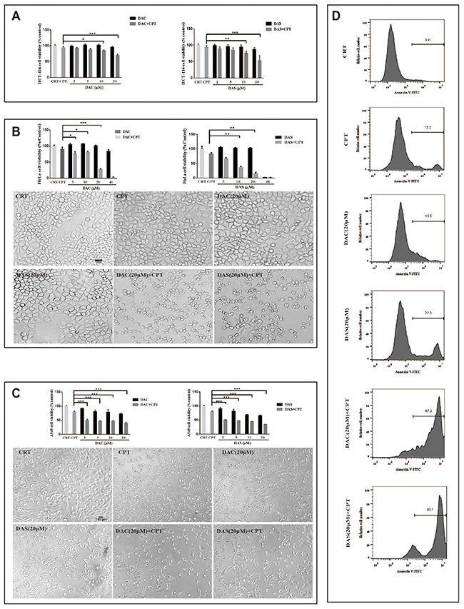 DAC and DAS aggravated CPT-induced toxicity in multiple cancer cells.