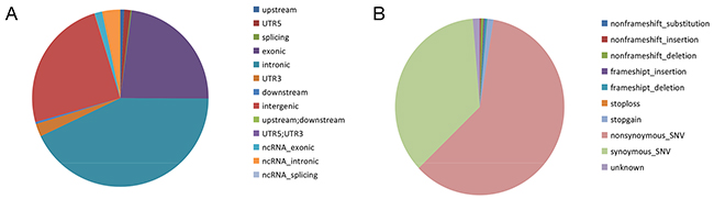 Distribution and functional analysisof rare SNVs.