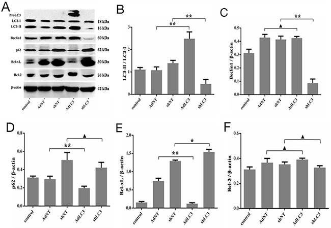 Knockdown of LC3 inhibited both autophagic capacity and the expression of Bcl-xL in HSFs.