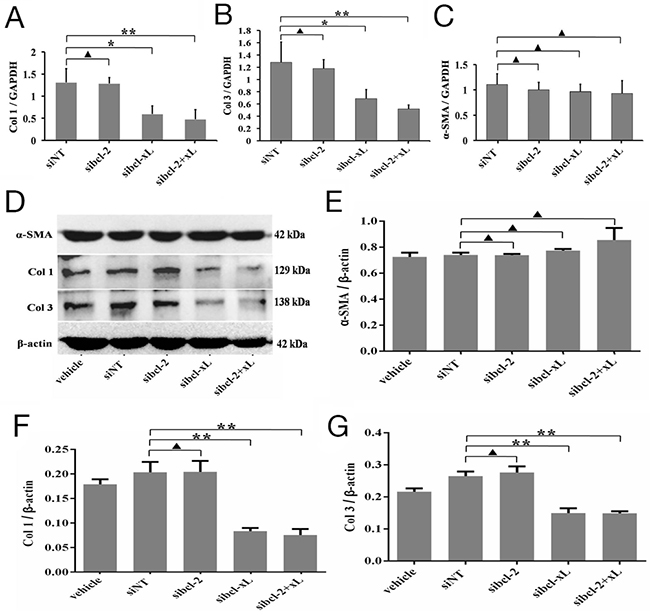 Silencing for Bcl-xL inhibited the expression of collagen matrix in HSFs.