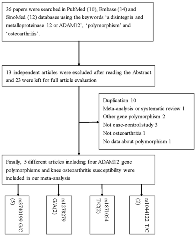 Flowchart illustrating the search strategy used to identify association studies for ADAM12 gene polymorphisms and KOA risk.