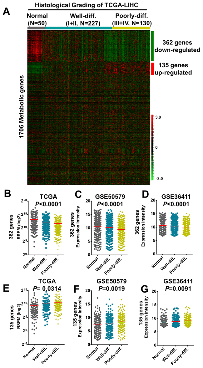 Transcriptomic correlations of 1706 metabolic genes with histological grading of human hepatocellular carcinoma in TCGA and microarray datasets.