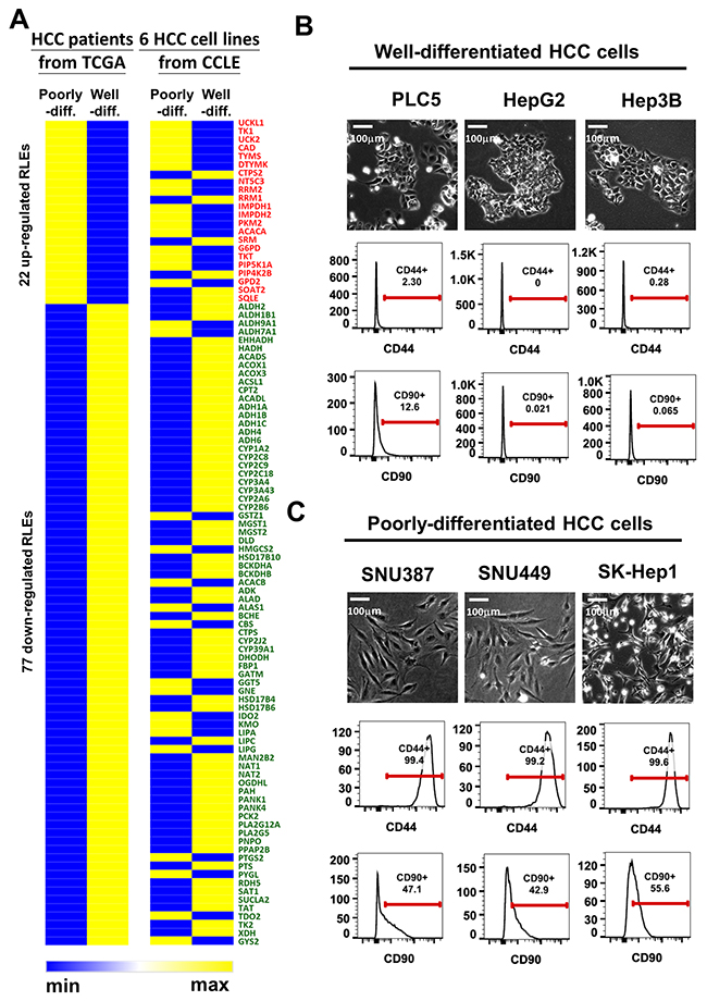Concordant expression of 99 RLEs and of stemness markers in TCGA-LIHC and six HCC cell lines are correlated with HCC differentiation.