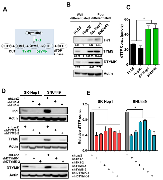 Up-regulated 3 RLEs TK1, TYMS and DTYMK are critical for sustaining cellular dTTP concentration.