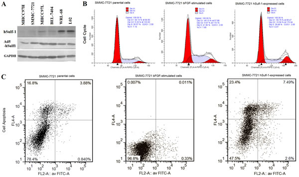 hSulf-1 reactivation reversed the bFGF-stimulated cell cycle progression and apoptosis inhibition in HCC cells.