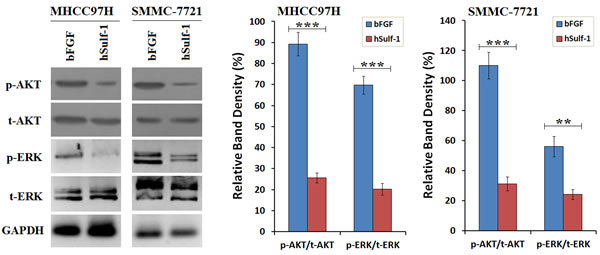 Suppression of bFGF-induced AKT and ERK signaling by hSulf-1 in HCC cells.