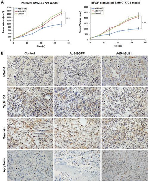 hSulf-1-mediated antitumor efficacy in HCC xenografts in nude mice.