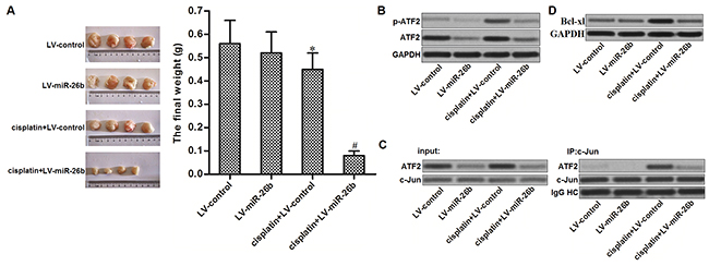 Overexpression of miR-26b reverses cisplatin resistance of Hep-2/R in vivo.