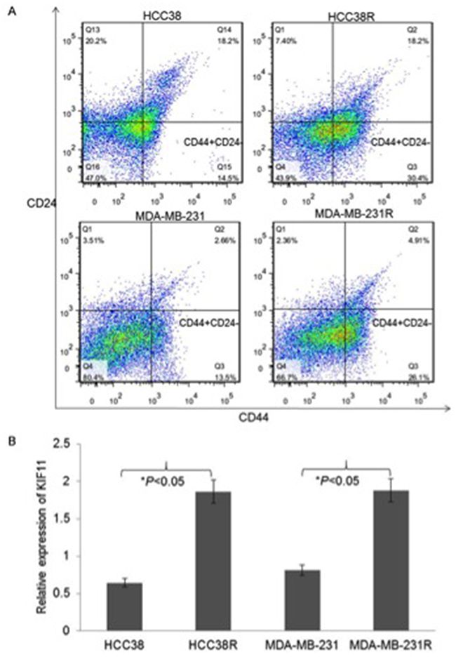 The stem-like and high expression of mitotic kinesin KIF11 cells were enriched in docetaxel resistant TNBC cells.