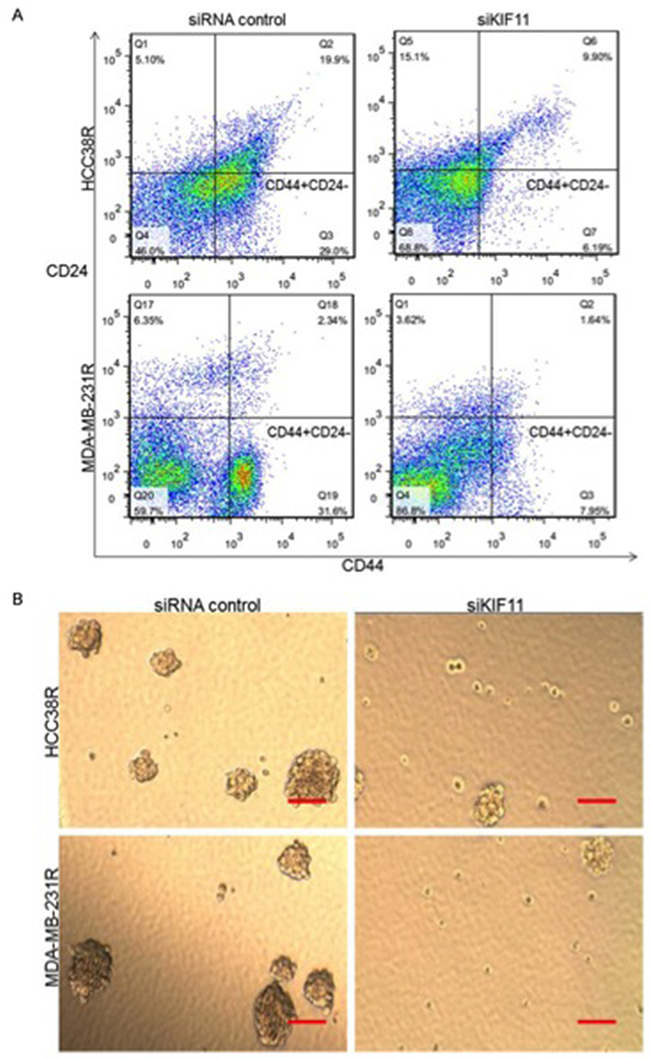 KIF11 is critical for self-renewal and stemness of docetaxel resistant TNBC cells.