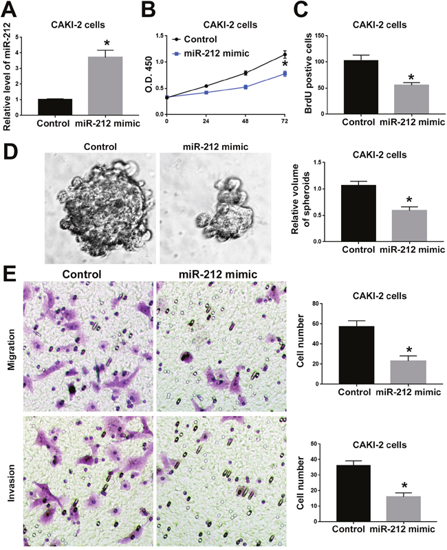 MiR-212 overexpression inhibited the cell viability, proliferation, migration and invasion of CAKI-2 cells.