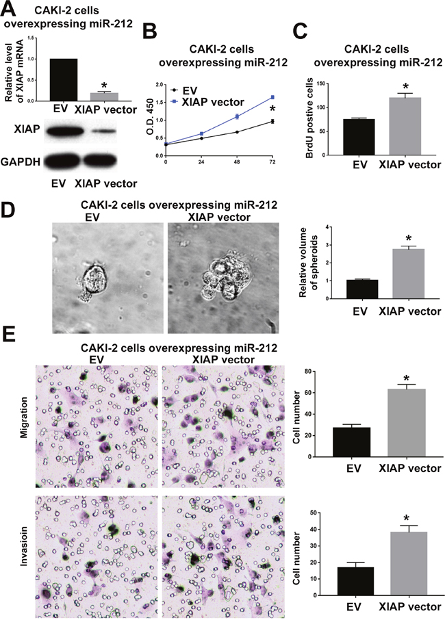 XIAP overexpression reversed the inhibitory effect of miR-212 overexpression on CAKI-2 cells.