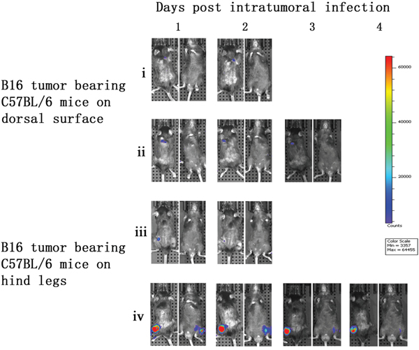 Characterization of luciferase activity in B16 tumor-bearing C57BL/6 mice intratumorally infected with VG9-Luc.