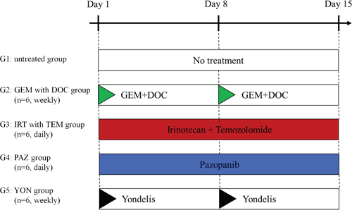 Treatment protocol for ES PDOX.