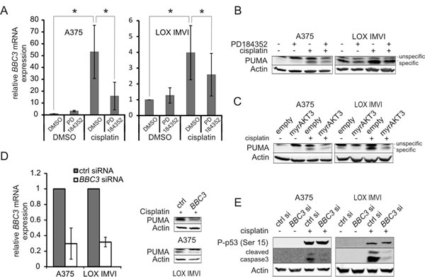 PUMA contributes to cisplatin induced apoptosis and is negatively regulated by PD-induced AKT.