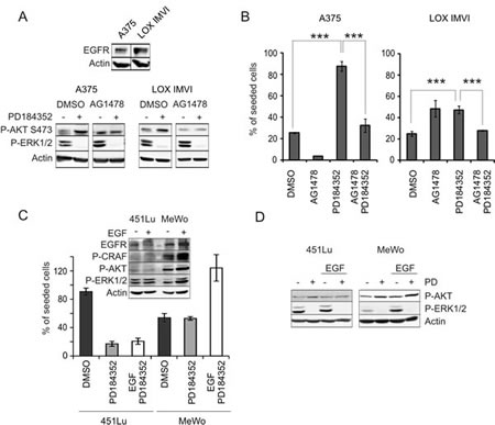 EGFR signaling is implicated in MEK inhibitor induced AKT activation.