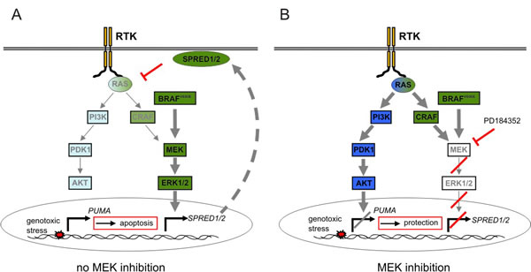 Scheme of the MEK inhibitor induced crosstalk mechanism.