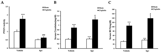 PTEN activity in renal tissue and kidney function in mice treated with cisplatin.