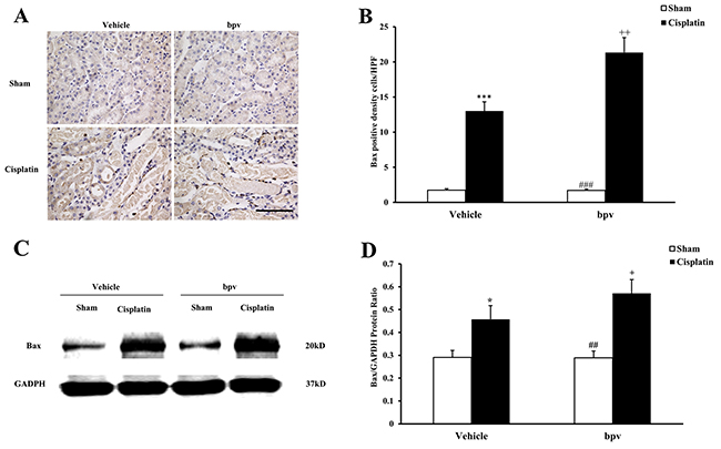 Inhibition of PTEN activity increased Bax protein expression in tubular epithelial cells from apoptosis in cisplatin-induced AKI.