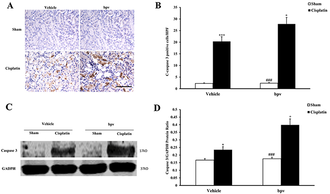 Inhibition of PTEN activity increased Cleaved Caspase 3 protein expression in tubular epithelial cells from apoptosis in cisplatin-induced AKI.
