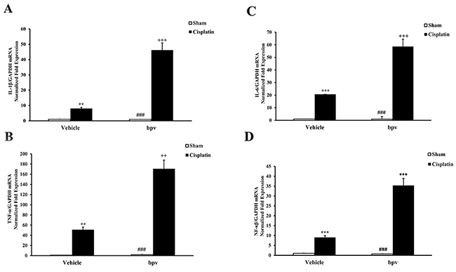 Inhibition of PTEN activity increased gene expression of proinflammatory molecules in the kidneys after cisplatin treatment.