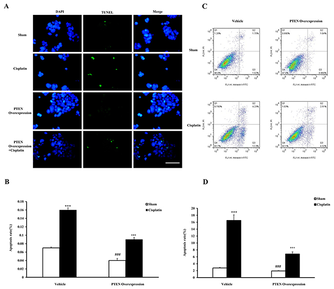 Effects of PTEN overexpression on cell apoptosis in mouse renal tubular epithelial cells.