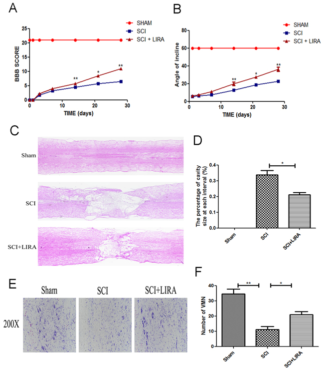 Liraglutide decreases the cavity of necrotic tissue as well as the loss of motor neurons and improves functional recovery after SCI.
