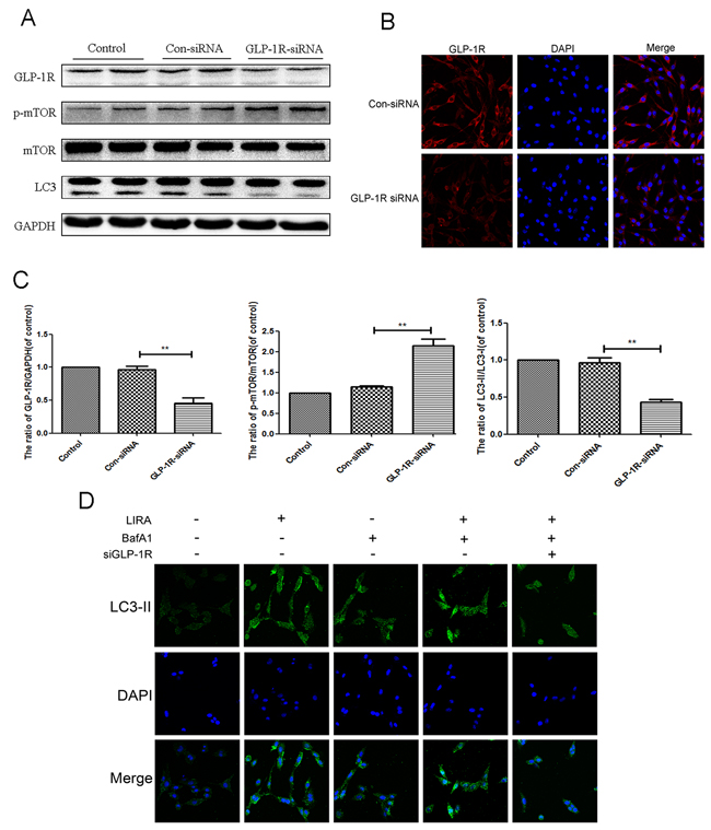 Inhibition of GLP-1R by siRNA markly attenuated liraglutide-induced autophagy in PC12 cells, and reversed the inhibition of mTOR pathway.