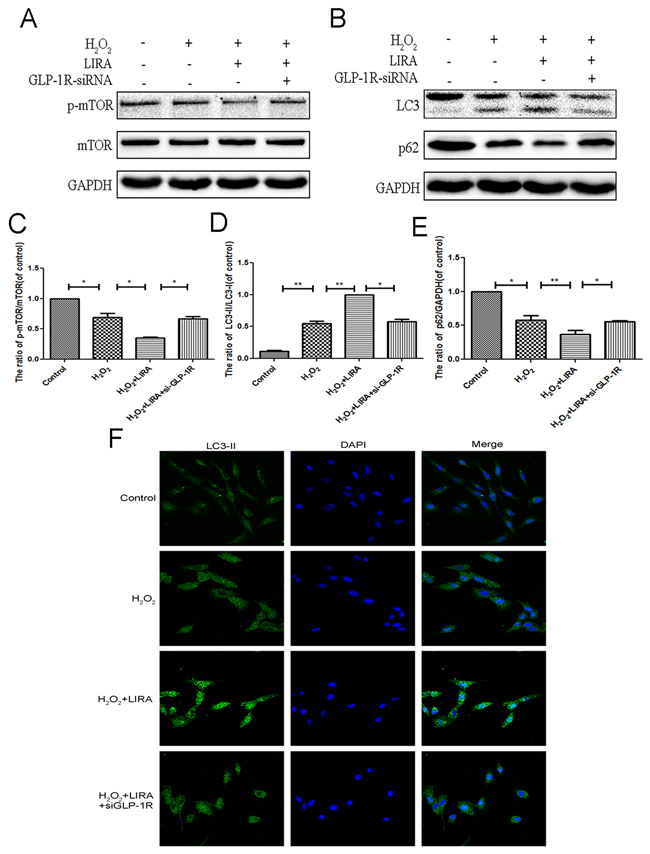 Inhibition of GLP-1R by siRNA markly attenuated liraglutide-induced autophagy and the inhibition of mTOR pathway in PC12 cells under H2O2 stimulation.