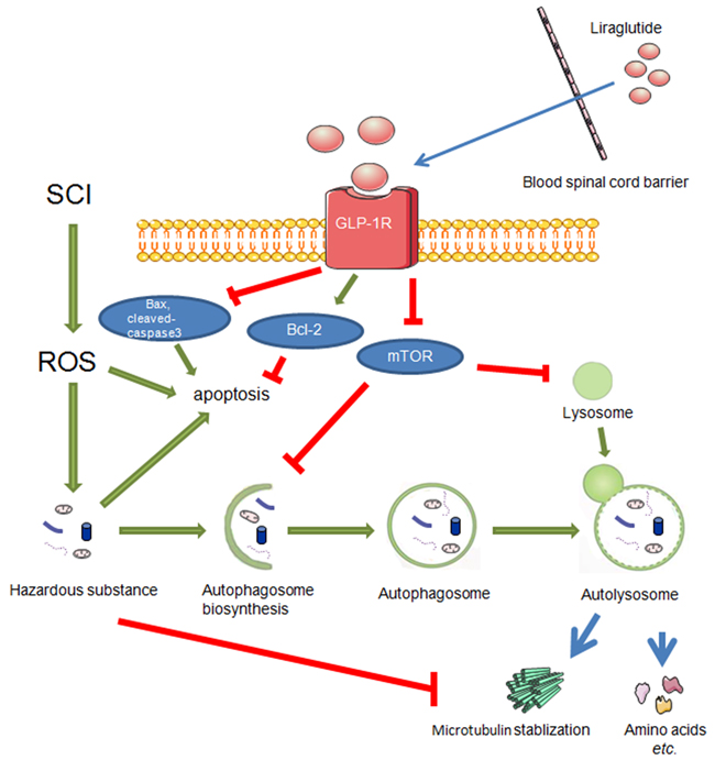 During the secondary injury of SCI, ROS mainly results in accumulation of hazardous substance which eventually brings about apoptosis.