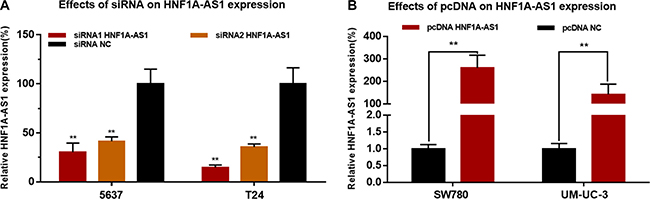 Effects of corresponding siRNA or pcDNA on HNF1A-AS1 expression level.