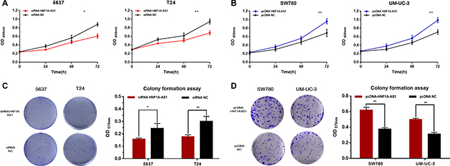 Effects of down-regulation or up-regulation of HNF1A-AS1 on cell proliferation.