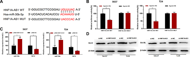 Effects of HNF1A-AS1 on the expression levels of miR-30b-5p and Bcl-2.