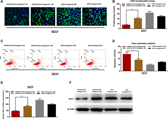 Knockdown of miR-30b-5p reverses cell proliferation inhibition and apoptosis induced by silencing HNF1A-AS1.