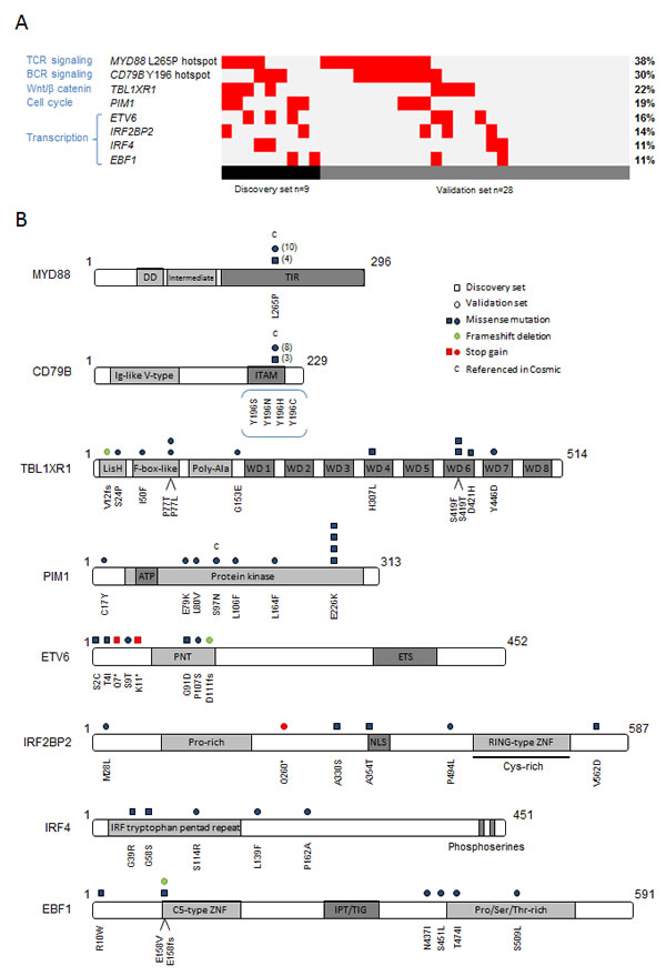 Investigation of 8 relevant genes recurrently affected by point mutations in PCNSL.