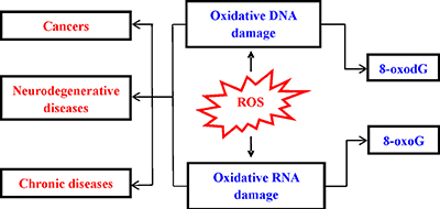 Consequence of ROS-induced nucleic acids damage.