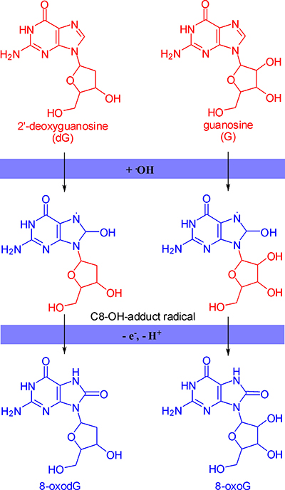 The formation mechanism of 8-oxodG and 8-oxoG.